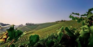 vineyard in Napa