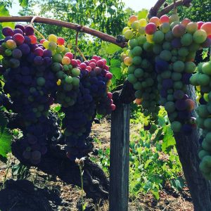 winery red and green grapes