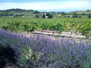 lavender fields of southern france